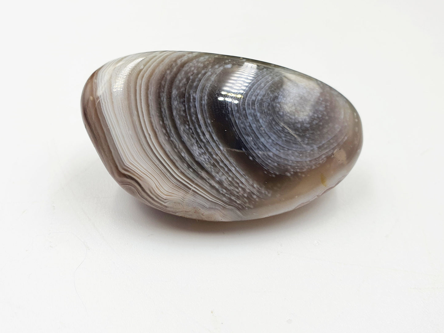 Botswana Agate Palm