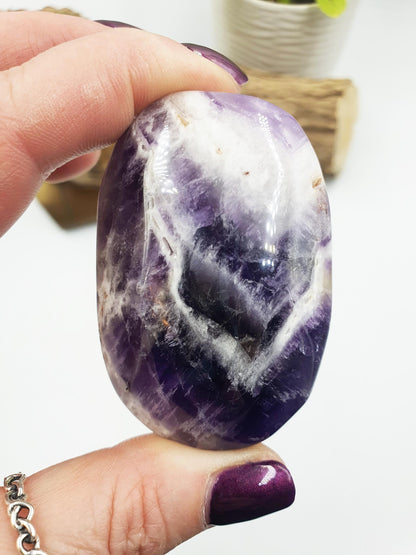 Dream Amethyst Palm