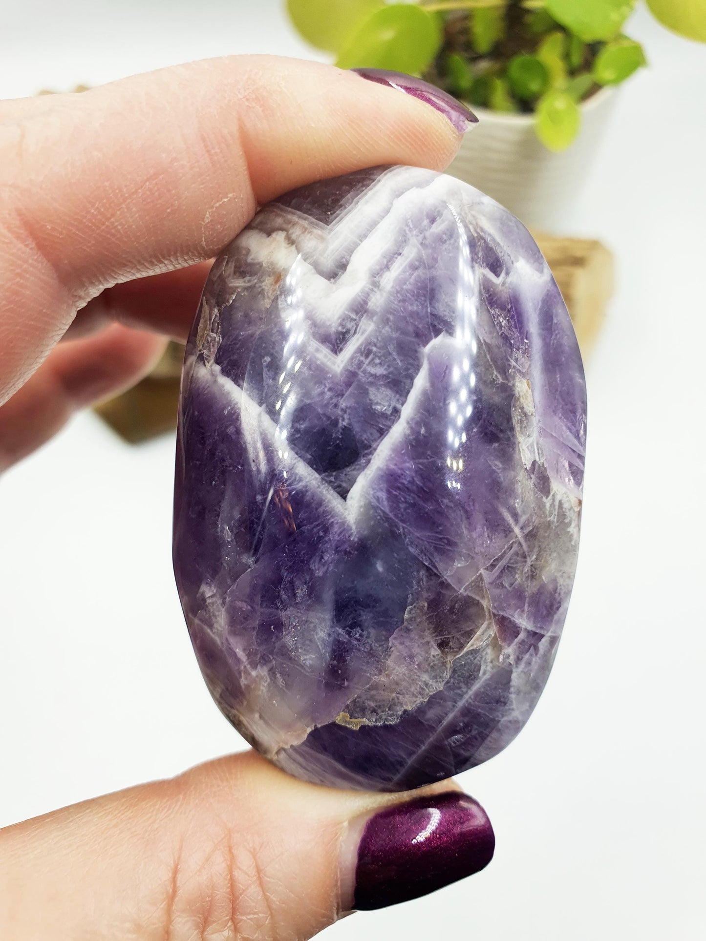 Dream Amethyst Palm