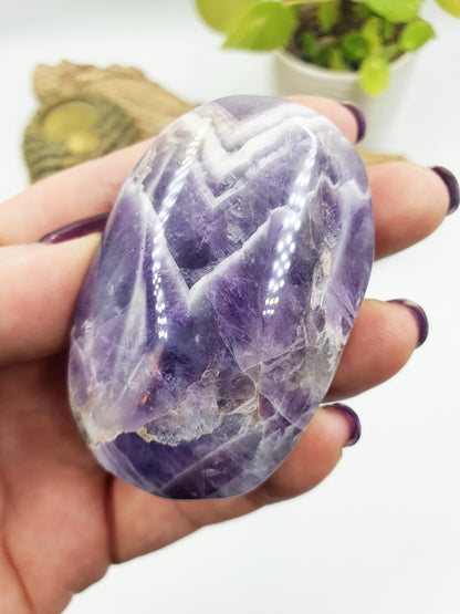 Dream Amethyst Palm