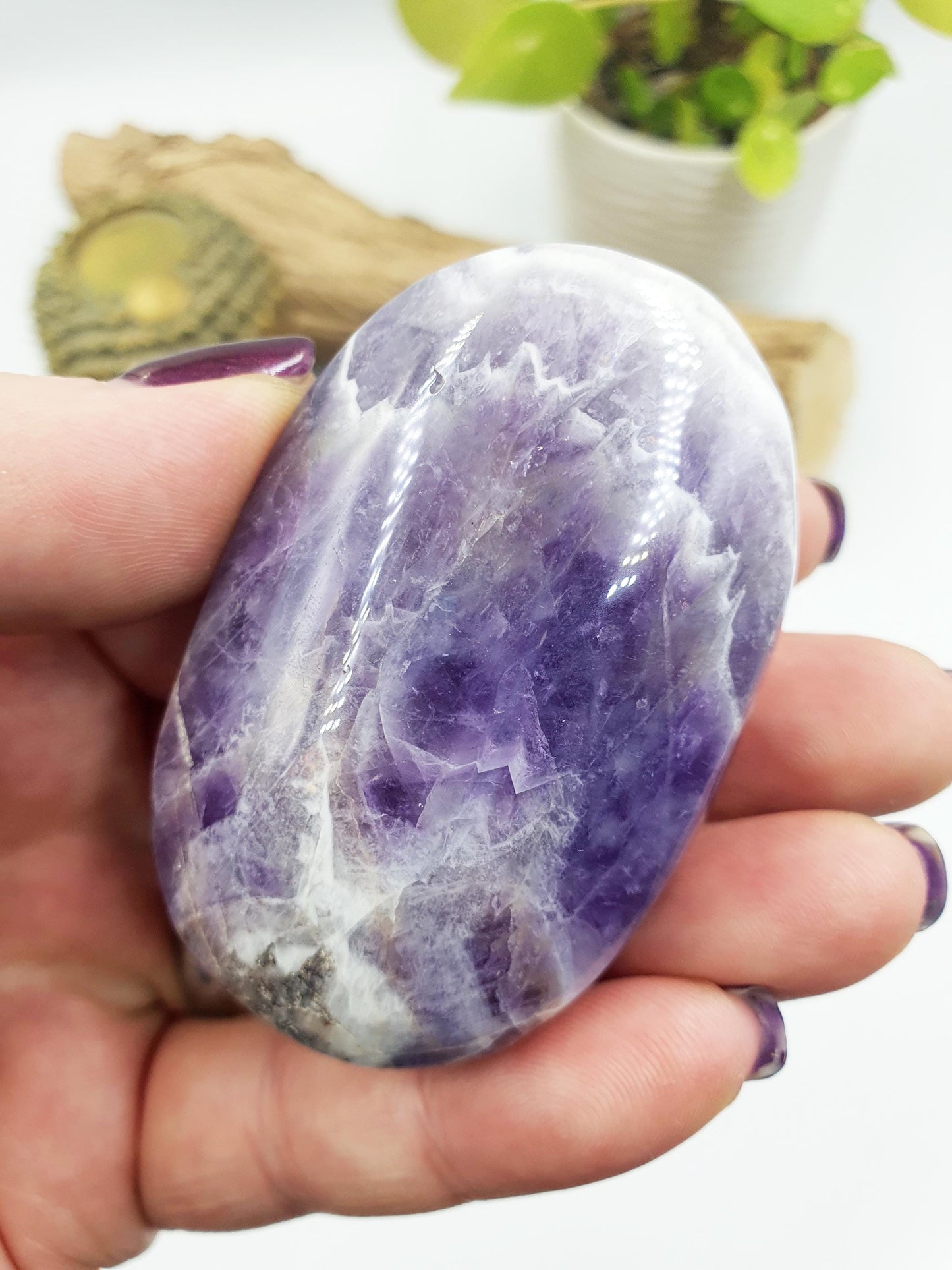 Dream Amethyst Palm