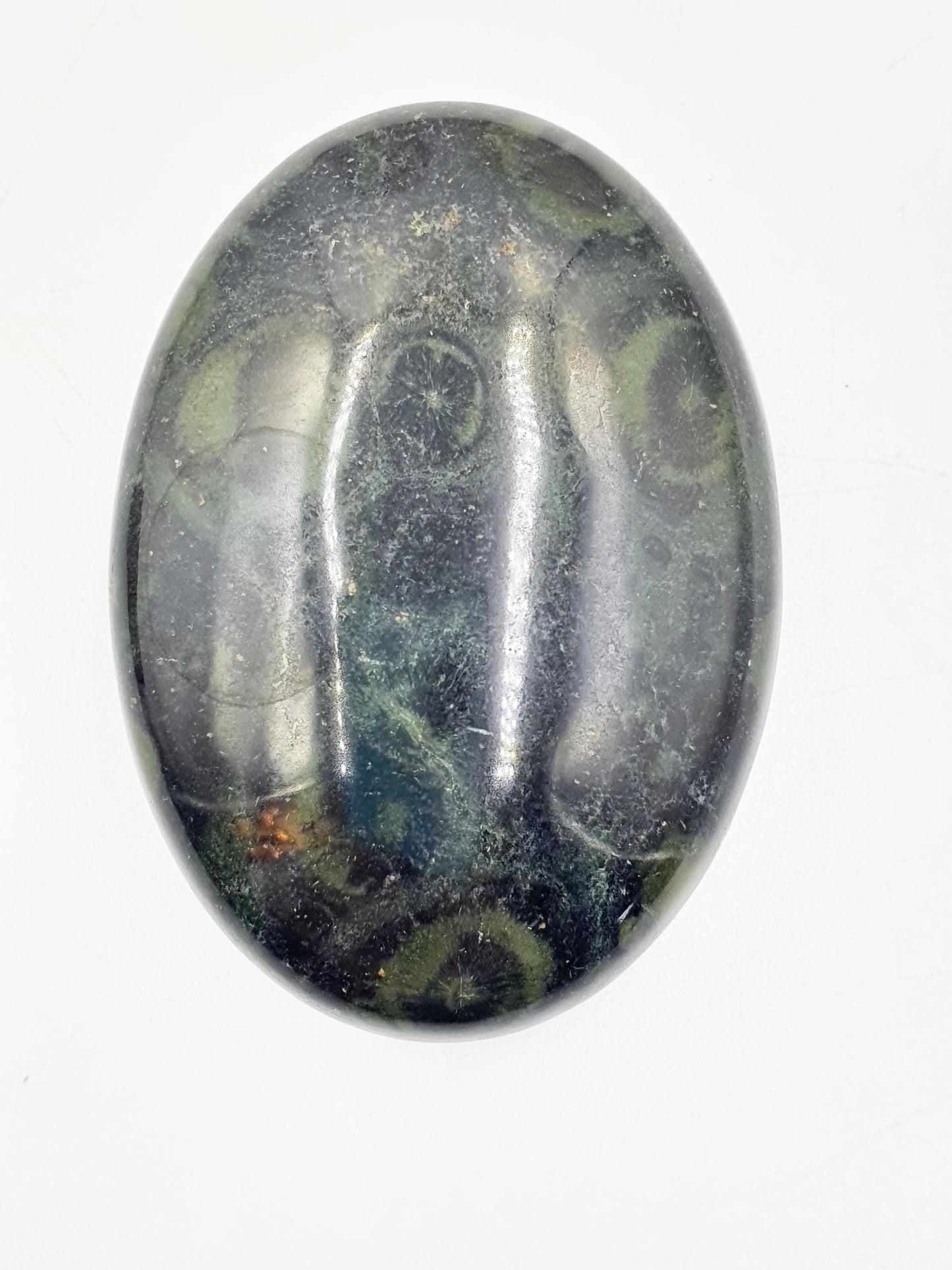 Kambaba Jasper Palm