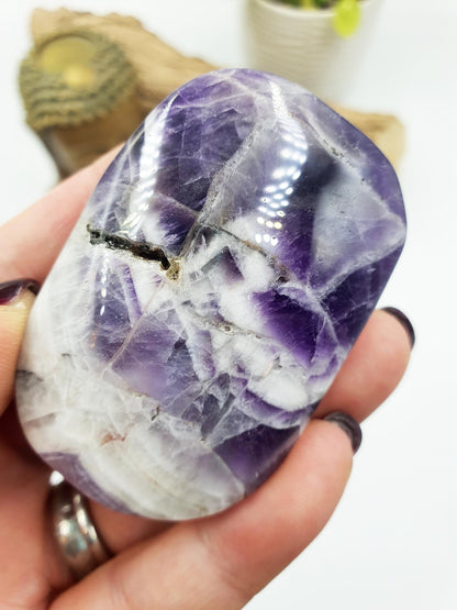 Dream Amethyst Palm