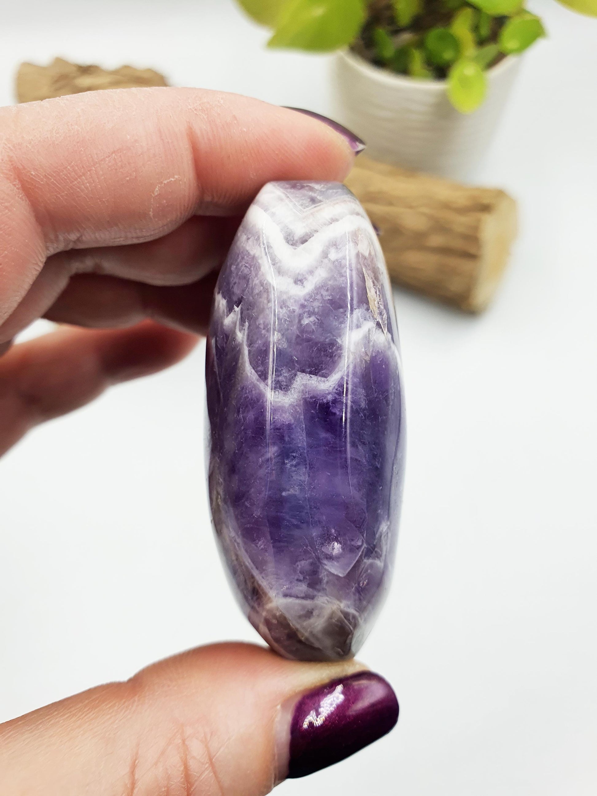 Dream Amethyst Palm