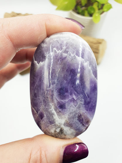 Dream Amethyst Palm