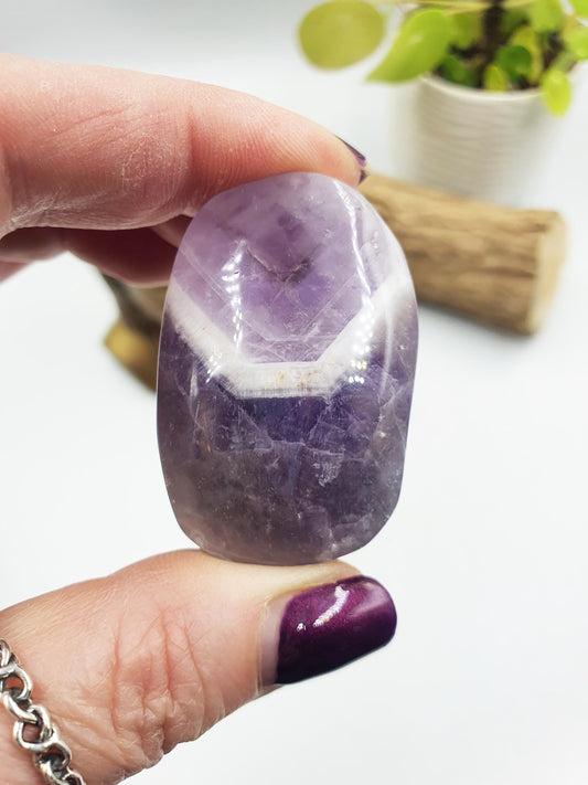 Little Dream Amethyst Palm