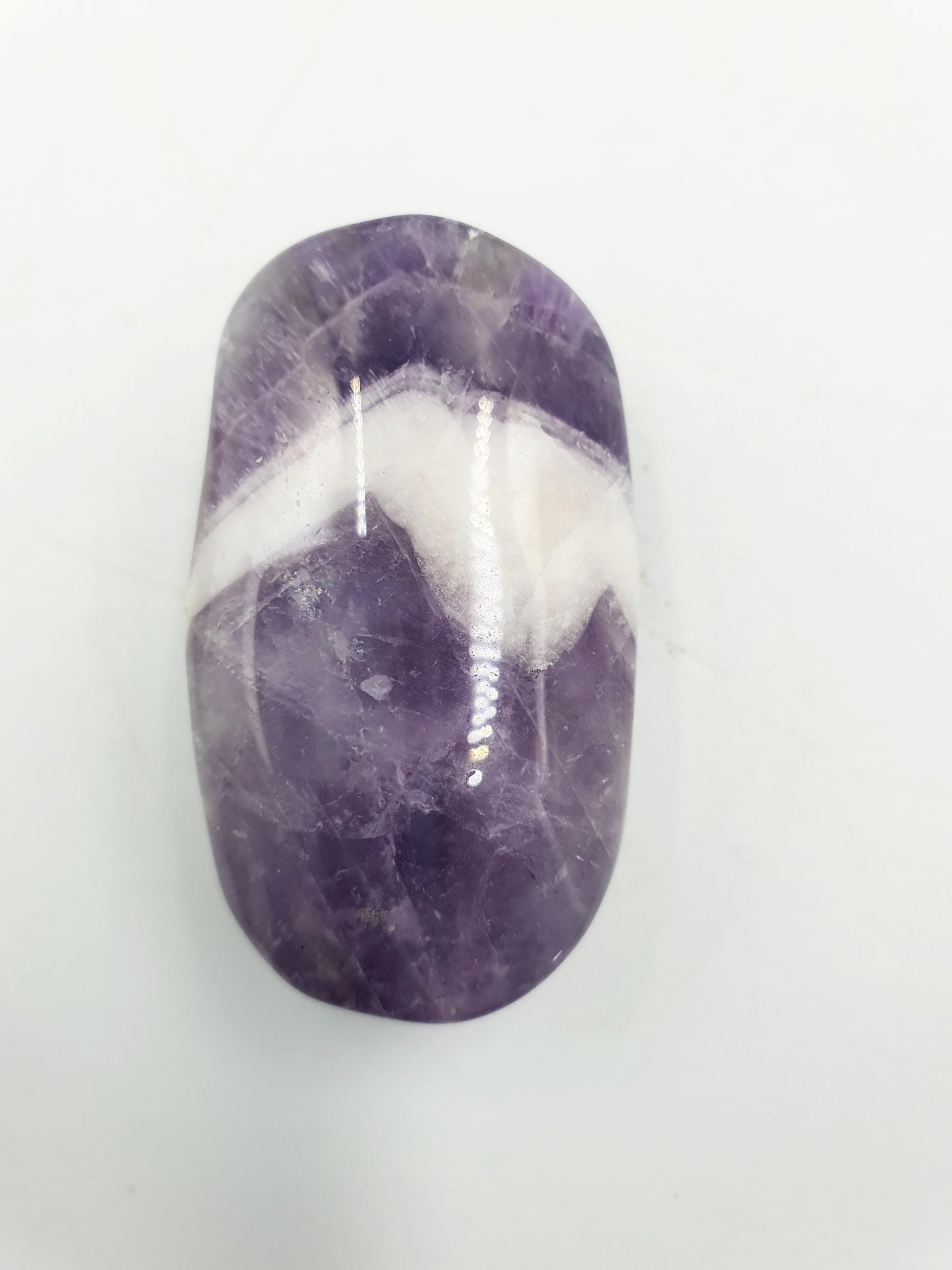 Little Dream Amethyst Palm