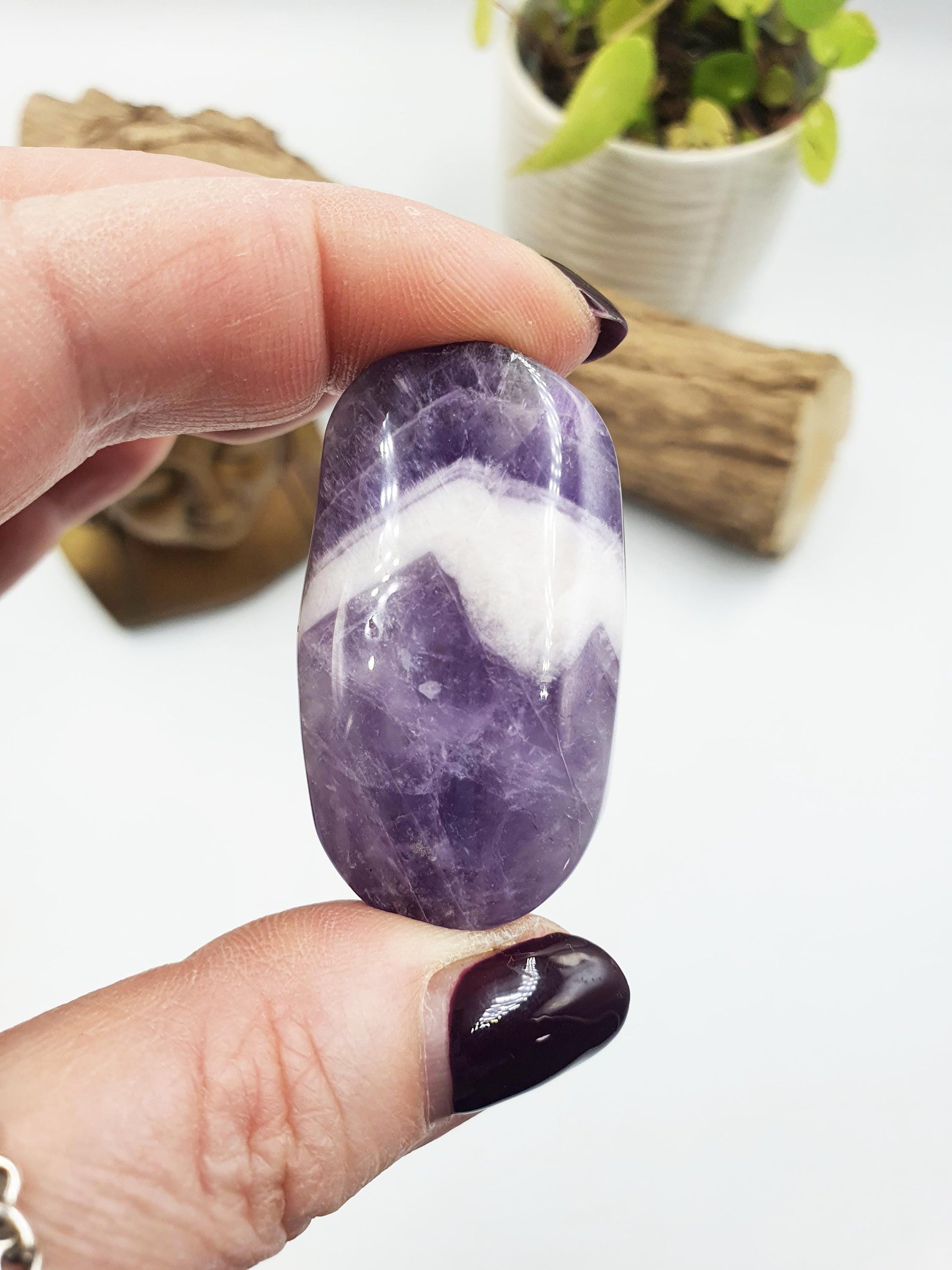 Little Dream Amethyst Palm