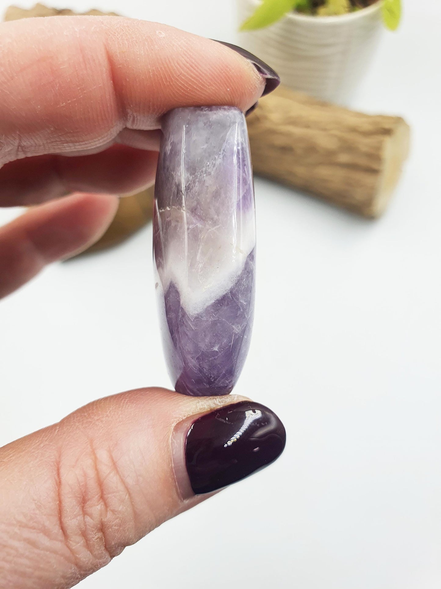 Little Dream Amethyst Palm