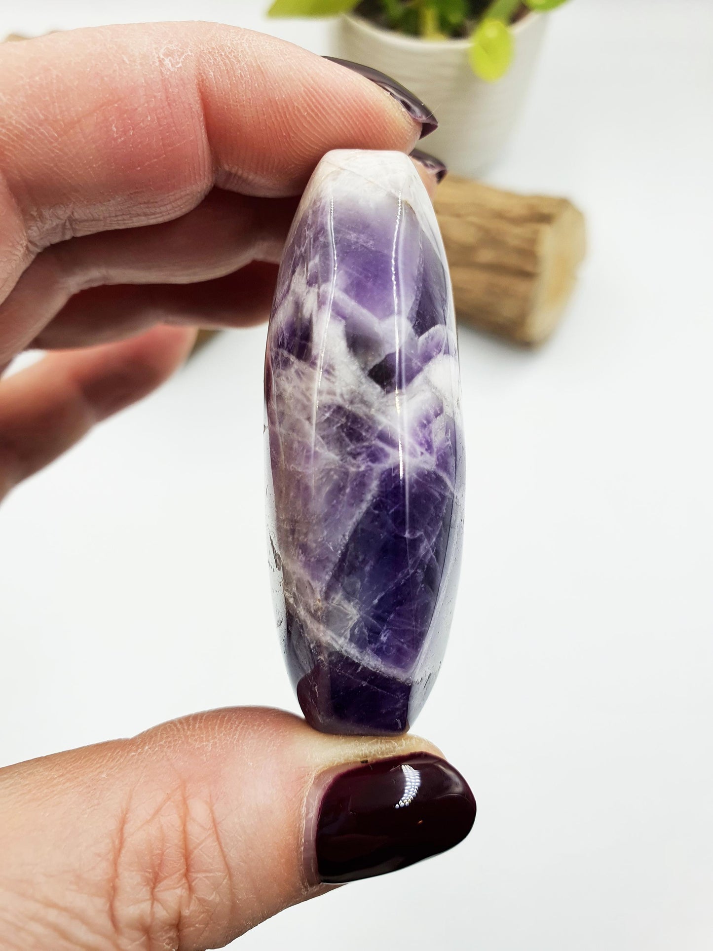 Dream Amethyst Palm