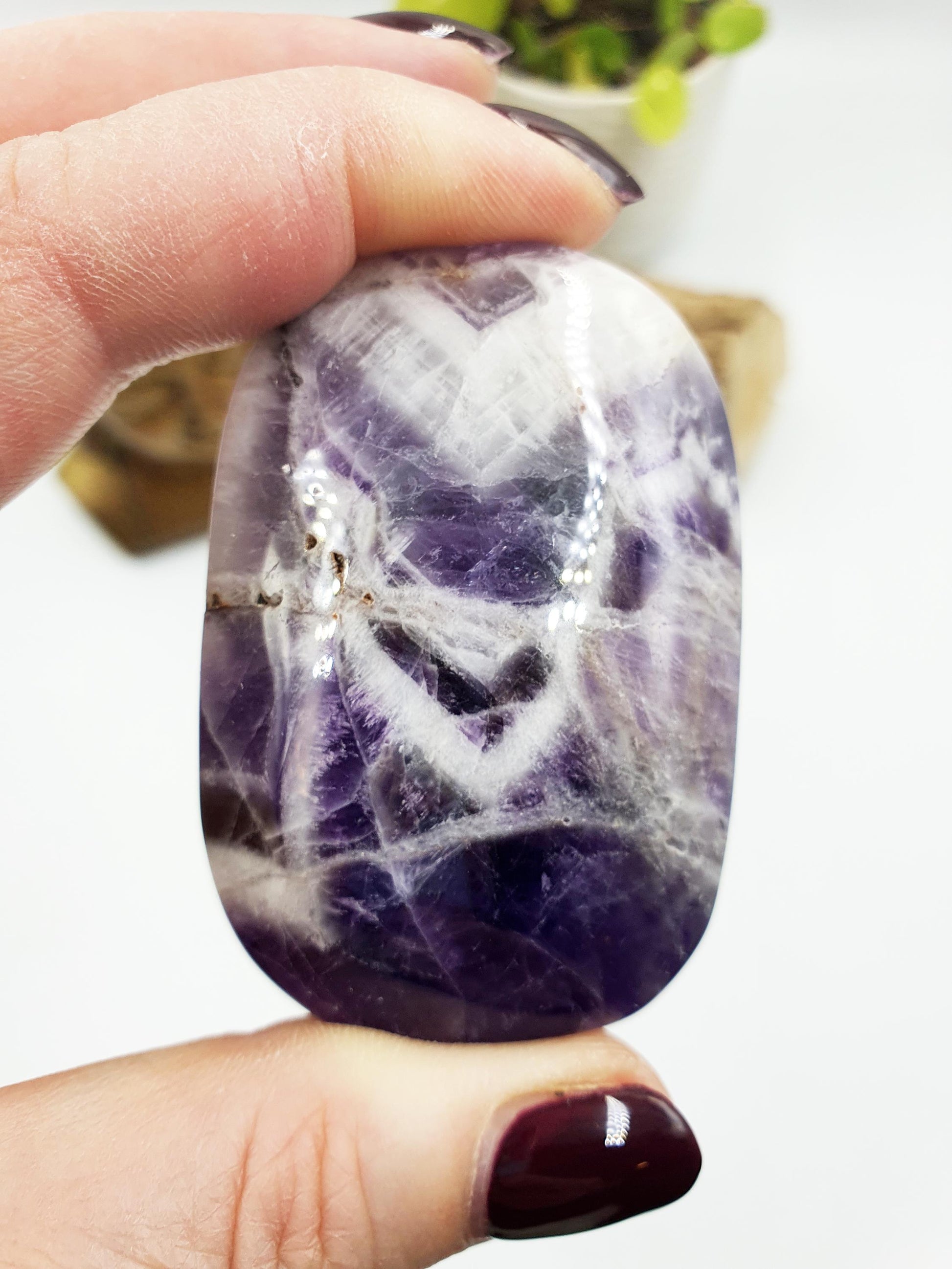 Dream Amethyst Palm