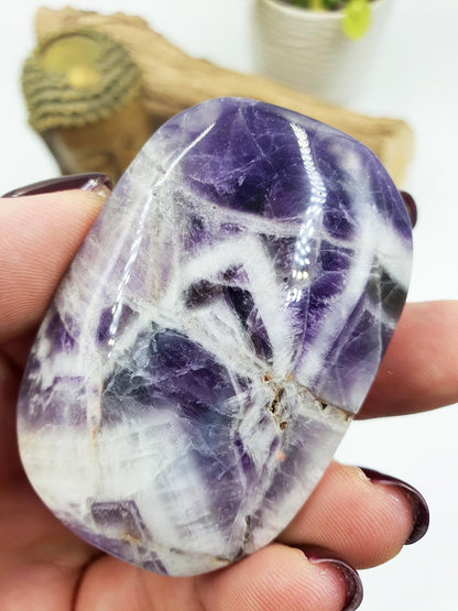 Dream Amethyst Palm