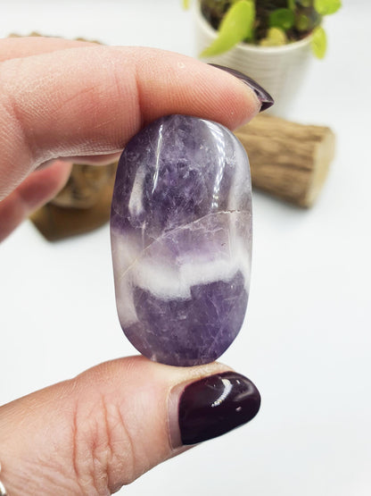 Little Dream Amethyst Palm