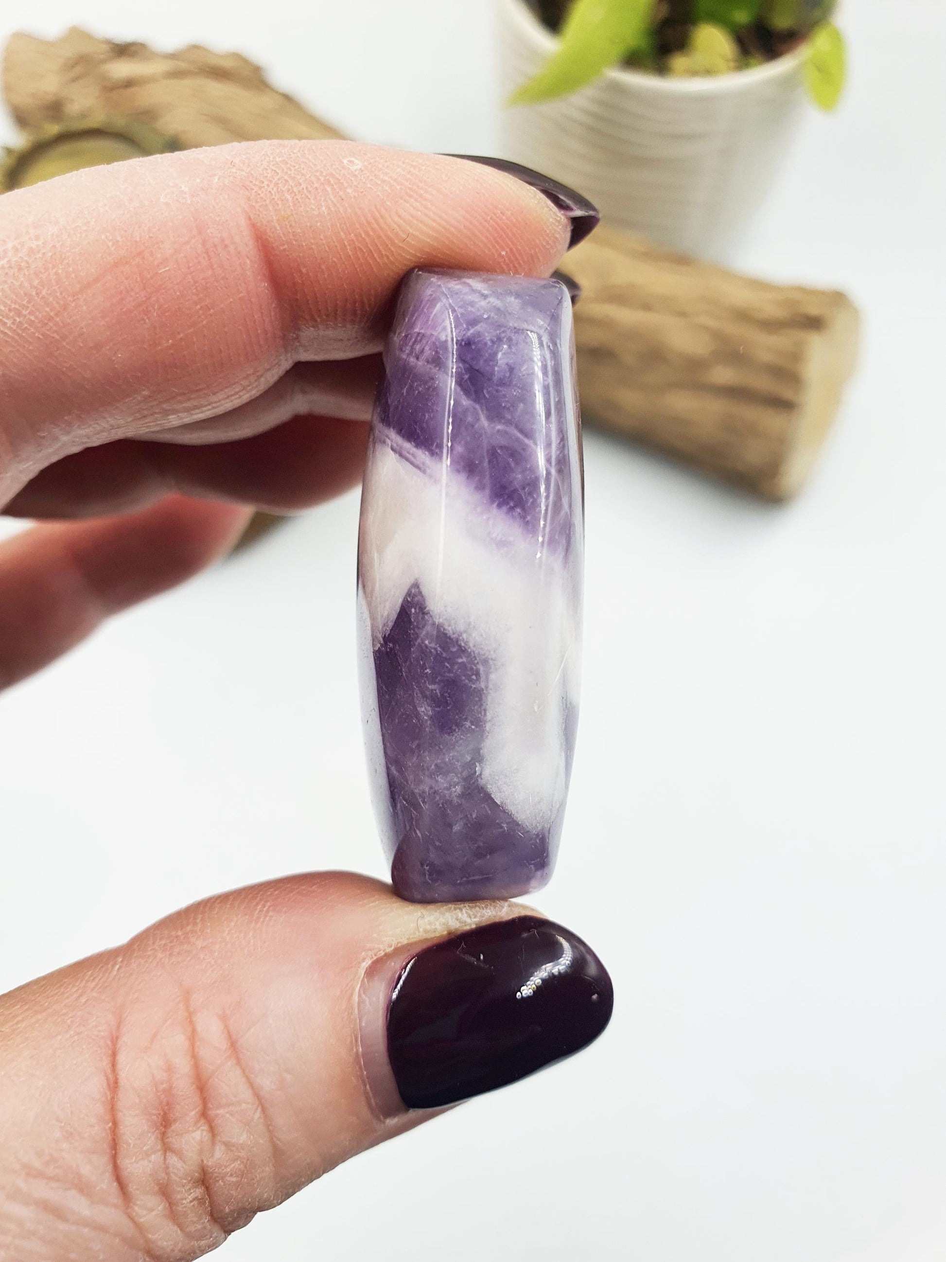 Little Dream Amethyst Palm