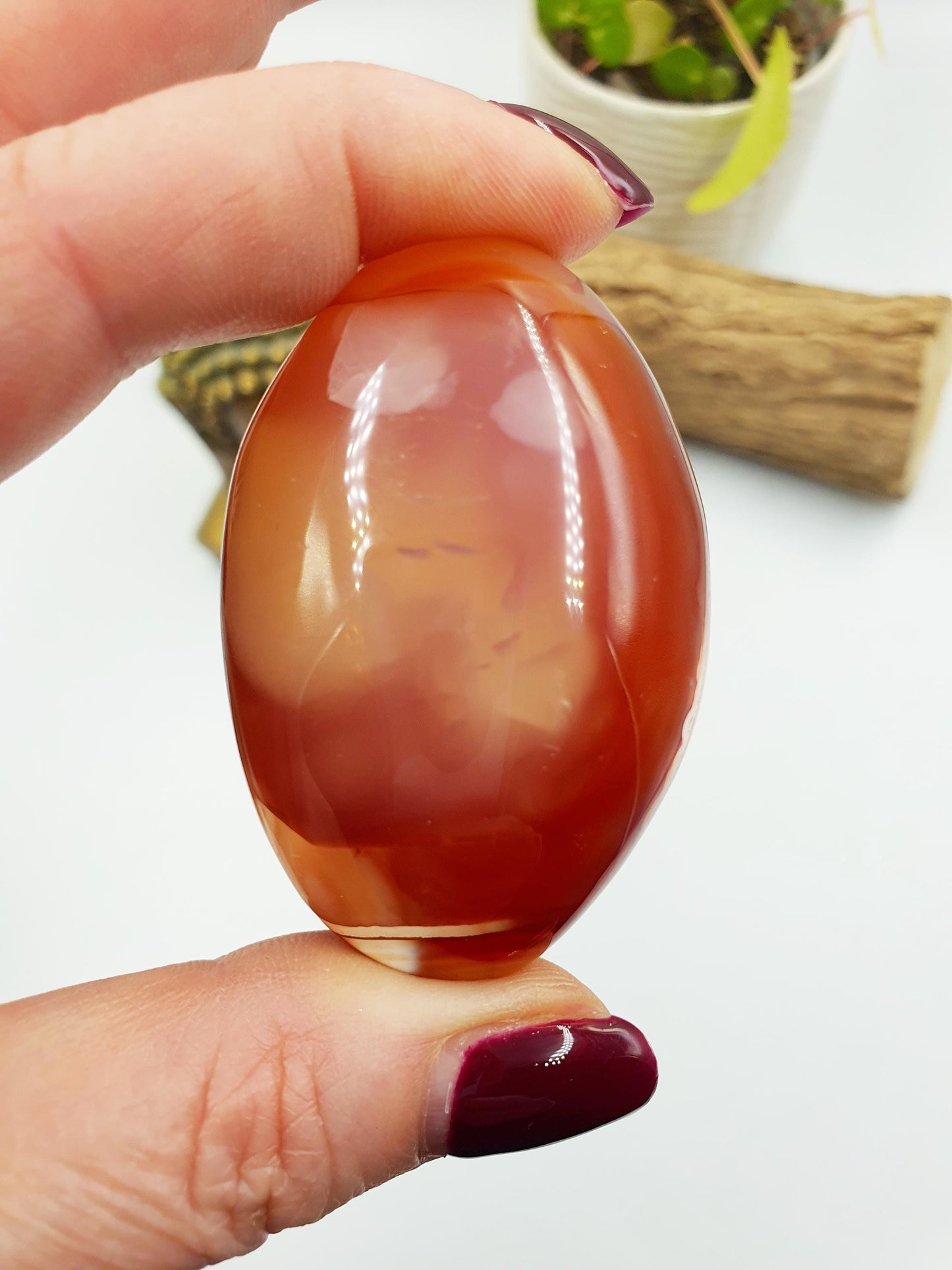 Carnelian Palm