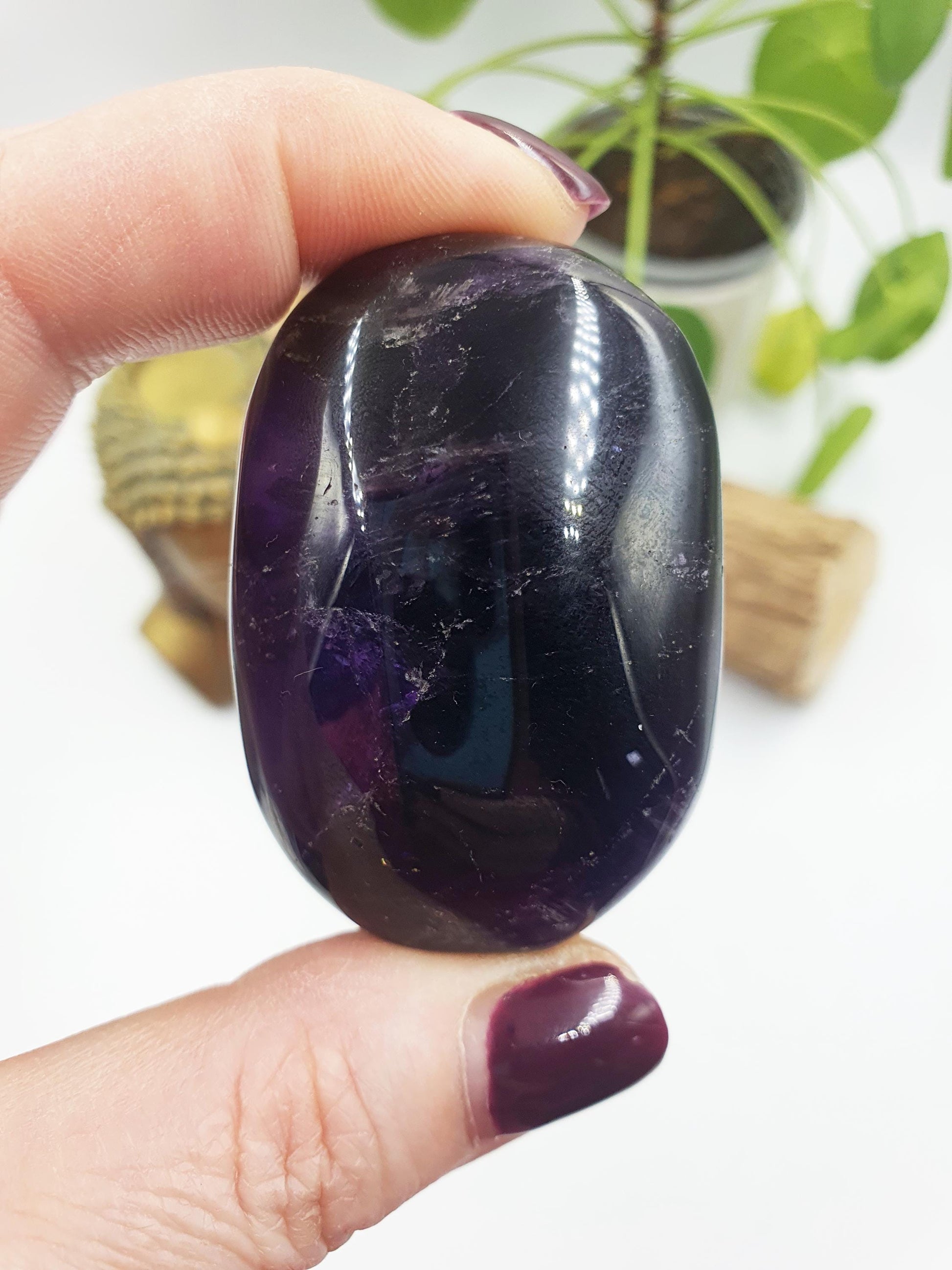 Amethyst Palm