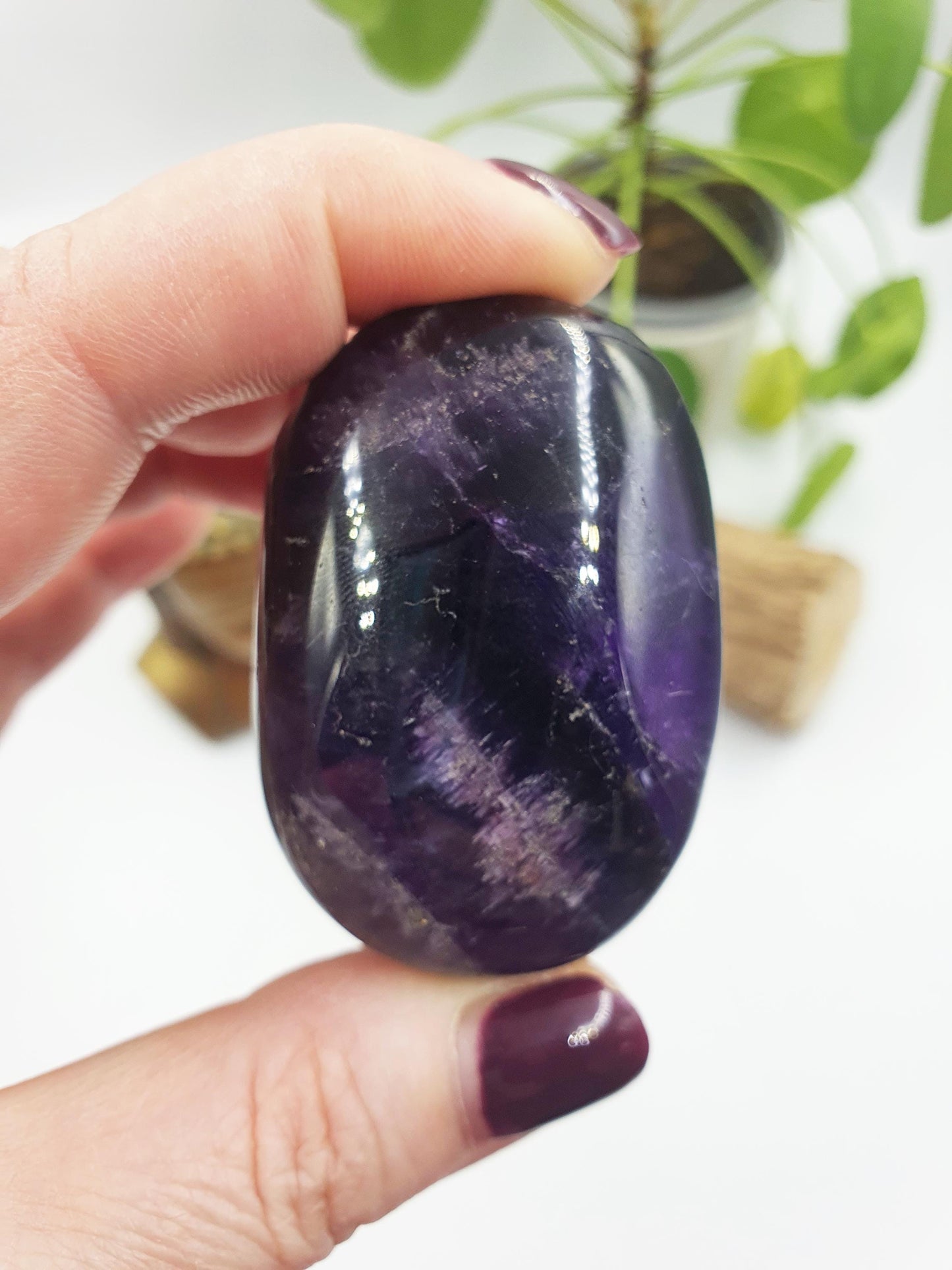 Amethyst Palm