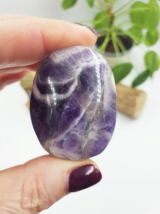 Dream Amethyst Palm