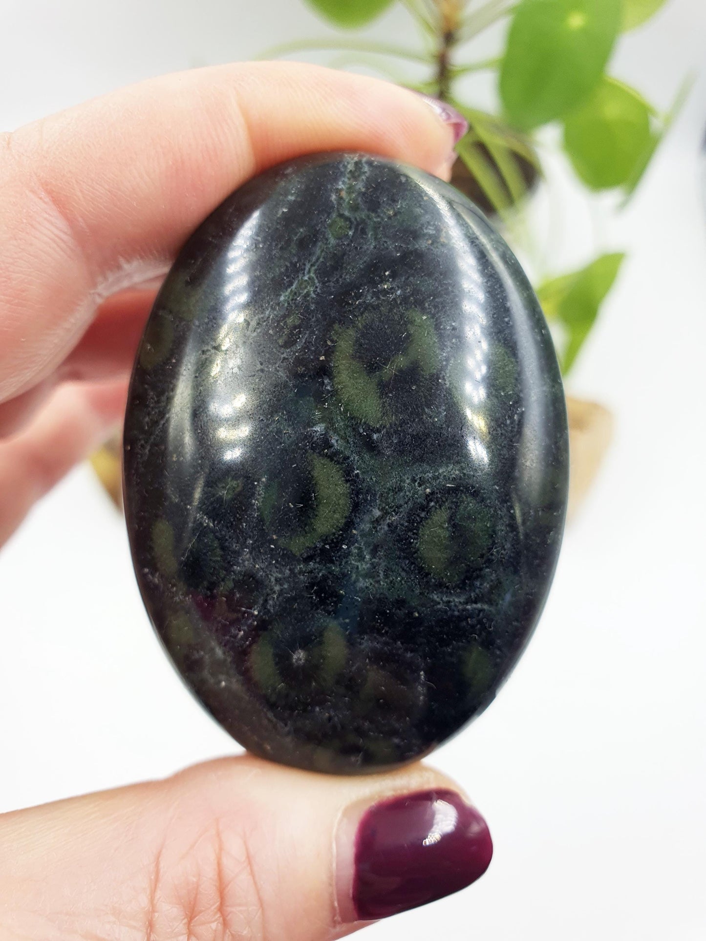 Kambaba Jasper Palm